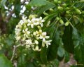 Bois de joli coeur - Pittosporum senacia putt - Endémique